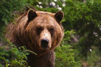 Grizzly Bear Wallpaper