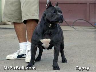Go Back Pix For Black Blue Nose Pitbull