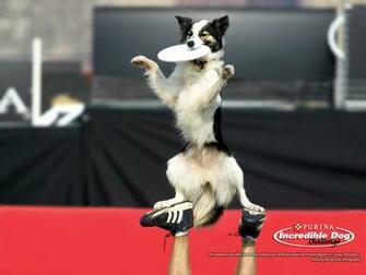 Photo Of Dog Wallpaper