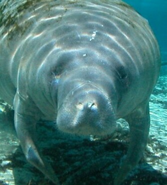 Wallpaper Manatee