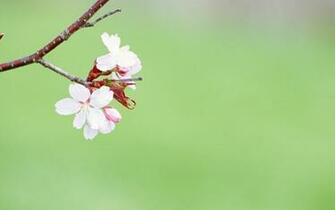 Floral Pattern Desktop Wallpaper At Wallpaperbro