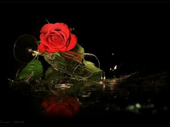 Fondos De Rosa Roja Pantalla Flores