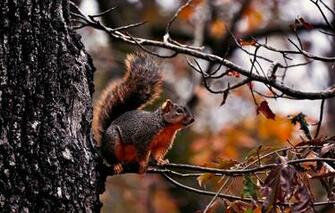 Wallpaper Autumn Forest Branches Tree Foliage Protein Image