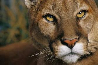 Animals Best Pictures Gallery Cougar Image