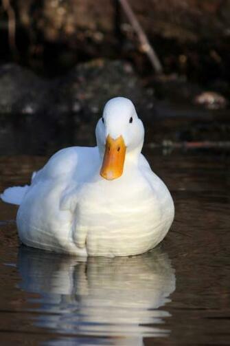 Top Duck iPhone Wallpaper Best