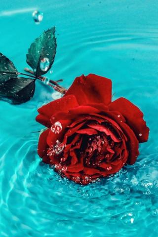 Rose Aesthetic Wallpaper For Your iPhone Prada Pearls