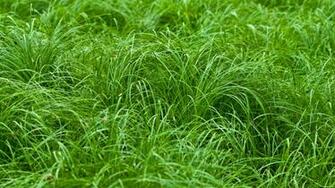 Creative Grass Wallpaper By Logan Dhmim HD For Use