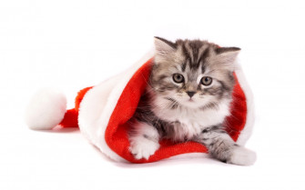 Wallpaper Cat New Year Winter Hat Animal