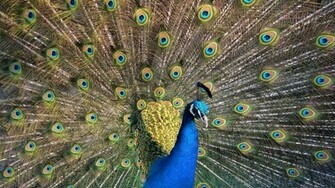 Peacock Wallpaper