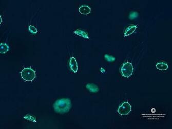 Wallpaper From The Monterey Bay Aquarium