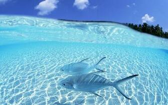 Blue Fish Near Beach HD Wallpaper 3d Desktop