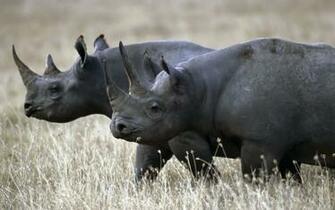 Great African Animal Wallpaper Pictures