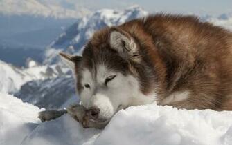 File Name Siberian Husky Wallpaper