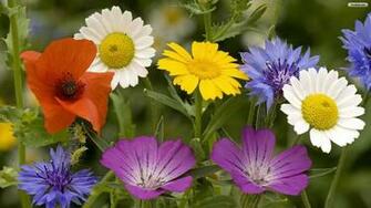 Pretty Spring Flowers Wallpaper