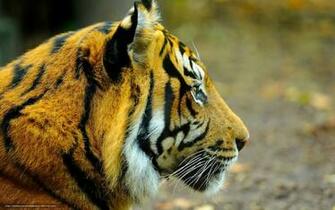 Wallpaper Tiger Snout Profile Looks Desktop