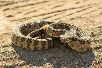 Rattlesnake Wallpaper