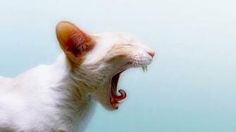 Beautiful Animal Wallpaper HD Cat