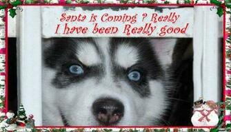 Christmas Siberian Huskies Pictures Of The Month Husky