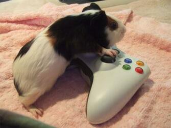 Guinea Pig Wallpaper Animal