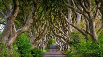 Wallpaper England Northern Ireland Dark Hedges Beech Alley