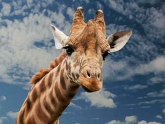 Funny Giraffe HD Wallpaper For X HDwallpaper Net