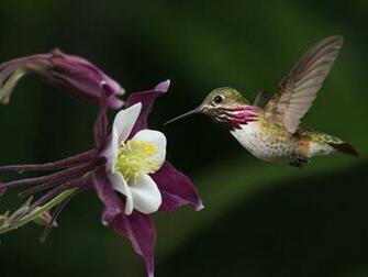 Colibri HD Wallpaper 7wallpaper Net