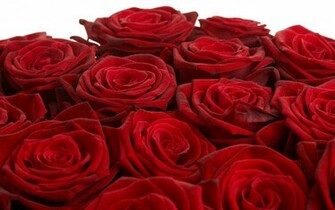 Beautiful Rose Flowers Wallpaper