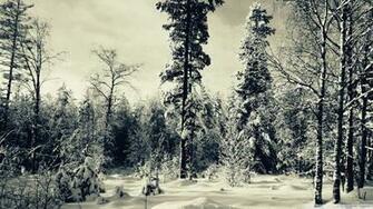 Snowy Scene Wallpaper Wallpoper