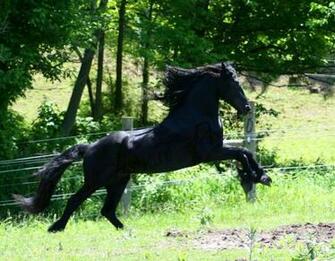 Friesian Horses Wallpaper Horse
