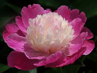 Peony Flower Wallpaper