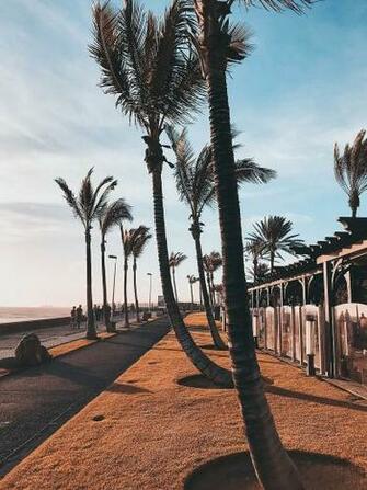 HD Wallpaper Spain Gran Canaria Color Palmtree Street Trees