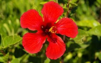 Wallpaper Hibiscus Flowers