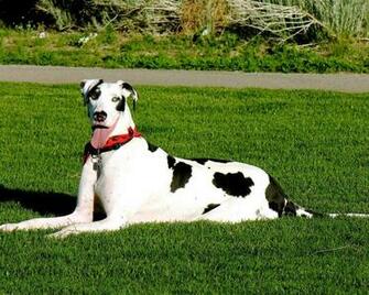 Great Dane Wallpaper Pictures Image