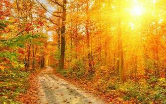 Path Fall Autumn Foliage Sunlight Rustic Wallpaper