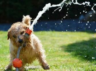 Time Lapse Photography Of Labradoodle Biting Gray Hose HD