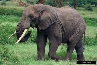 Wallpaper Collections Elephant