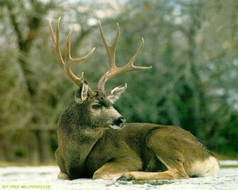 Deer Wallpaper