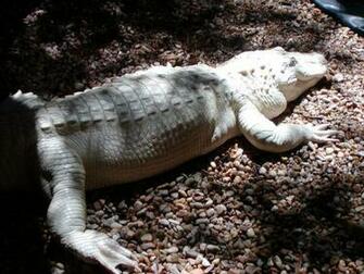 White Alligator Wallpaper Background