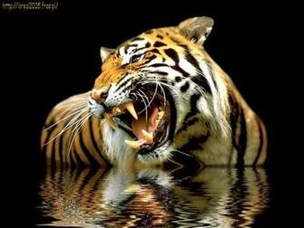 Wallpaper De Tigres HD
