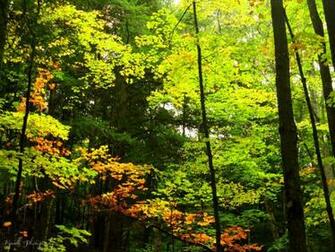 Spring Forest Wallpaper Weddingdressin