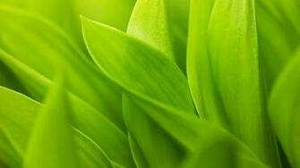 Category Color HD Wallpaper Subcategory Green