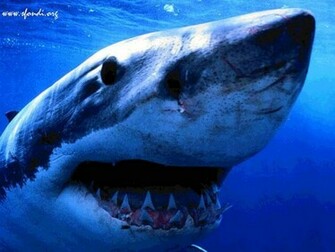 Animal Wallpaper