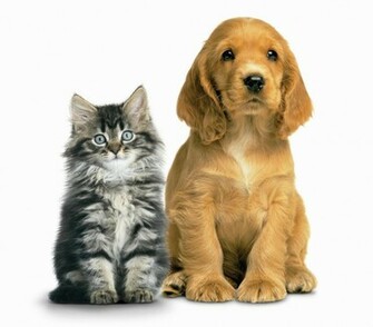 Dog Cat Intestinal Worming