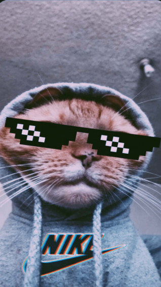 Funny Cat Memes Picture Wallpaper
