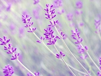 Lavender Wallpaper For Walls