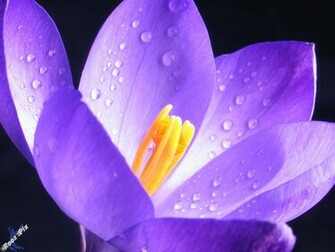 Very Pretty Purple Flower Wallpaper