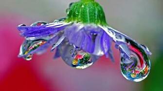 Blown Glass Chandelier Wallpaper