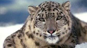 Snow Leopard Print Wallpaper Resolution Quoteko