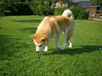 Akita Inu Wallpaper Desktop