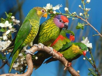 Love Birds Wallpaper Desktop